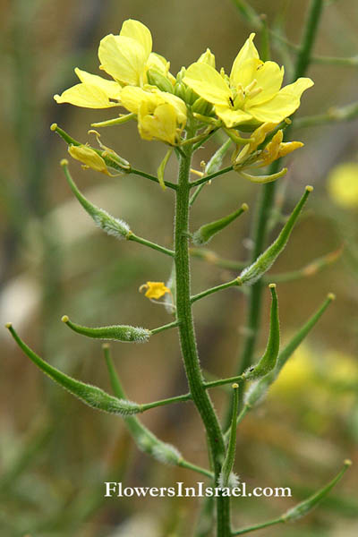 Brassica alba